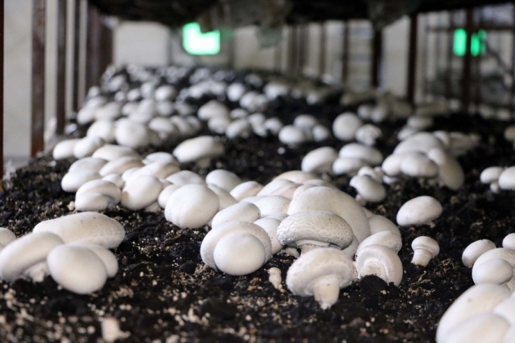 Üç Çocuk Annesi Kurduğu Mantar Tesisiyle Çocuklarının Eğitimine Destek Oluyor