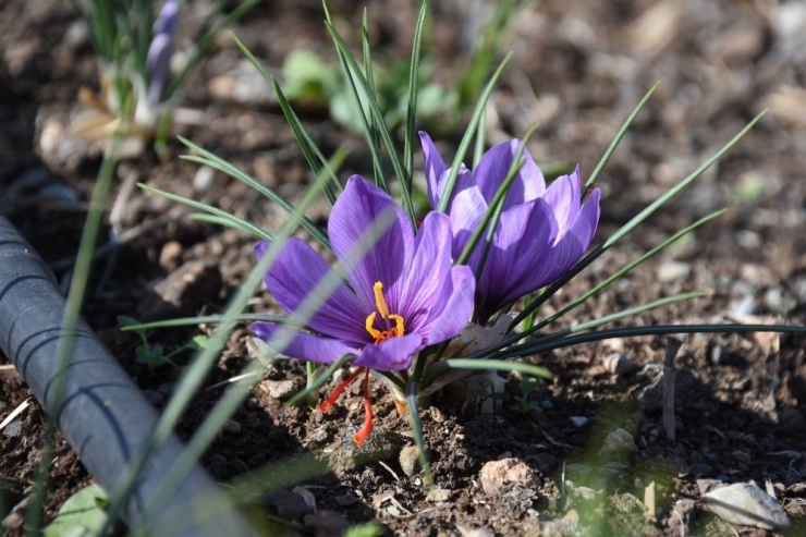 Abc Deterjan’dan Sosyal Sorumluluk Kampanyası: ’Abc İle Yerli Yerinde’