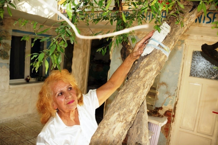 -Türkiye’deki Çürüyen Tüm Ağaçları Kurtarmak İstiyor