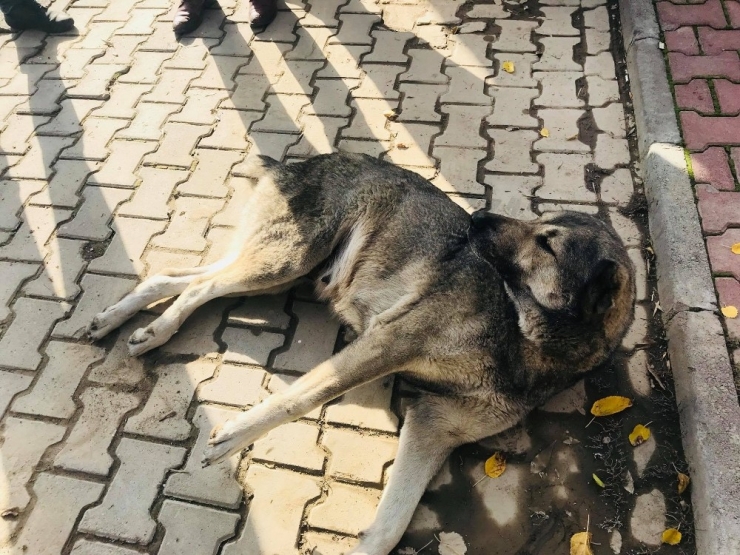 Otomobilin Çarptığı Köpek Tedavi Altına Alındı