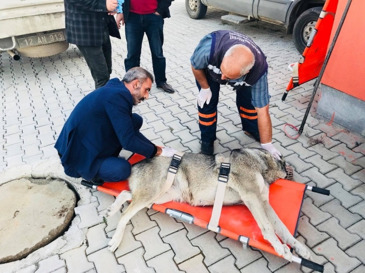 Otomobilin Çarptığı Köpek Tedavi Altına Alındı
