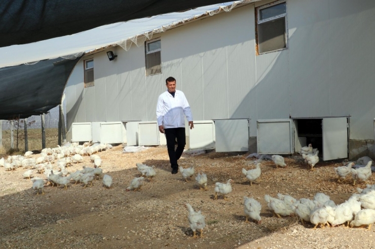 Dü’den Organik Tavuk Yatırımcılarına Bilimsel Eğitim