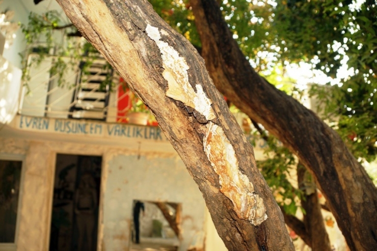 -Türkiye’deki Çürüyen Tüm Ağaçları Kurtarmak İstiyor