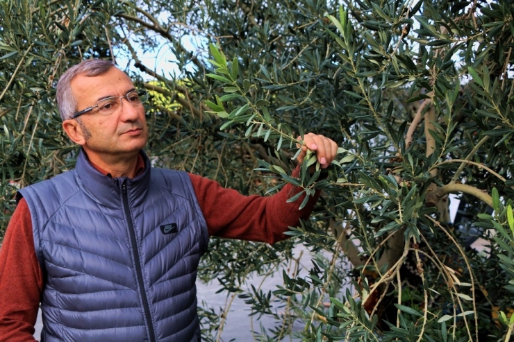 Yağışlar Zeytin Rezervlerini Dolduruyor