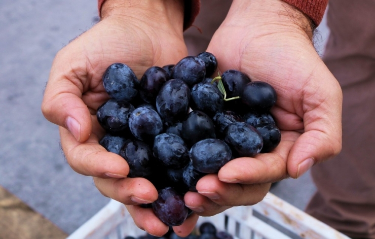 Yağışlar Zeytin Rezervlerini Dolduruyor