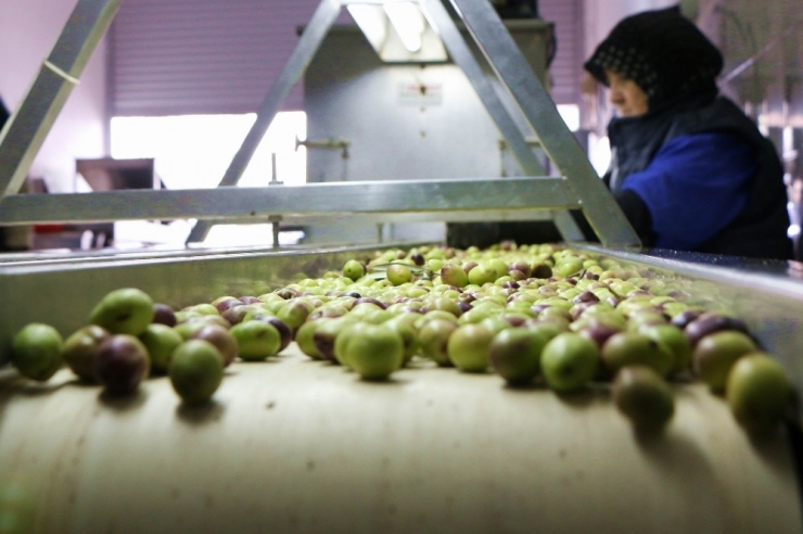 Yağışlar Zeytin Rezervlerini Dolduruyor