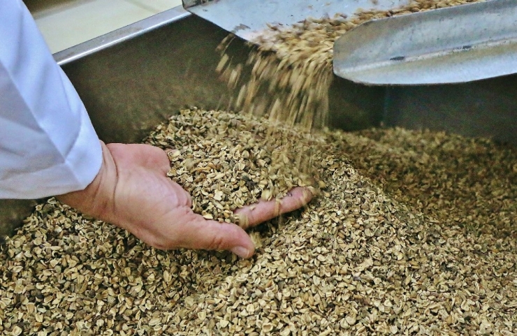 Zeytin Ağacının Her Gün Bir Sırrı Çözülüyor