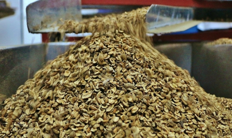 Zeytin Ağacının Her Gün Bir Sırrı Çözülüyor