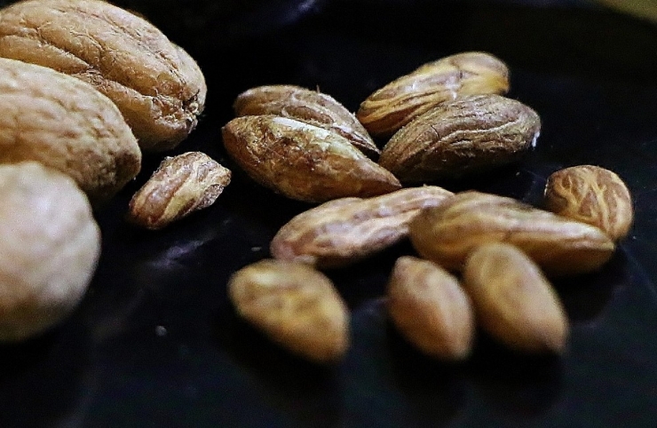 Zeytin Ağacının Her Gün Bir Sırrı Çözülüyor