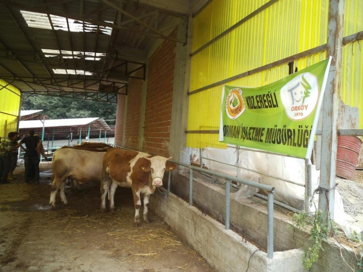 Orman Köylülerinin Yüzü Orköy Destekleriyle Gülüyor