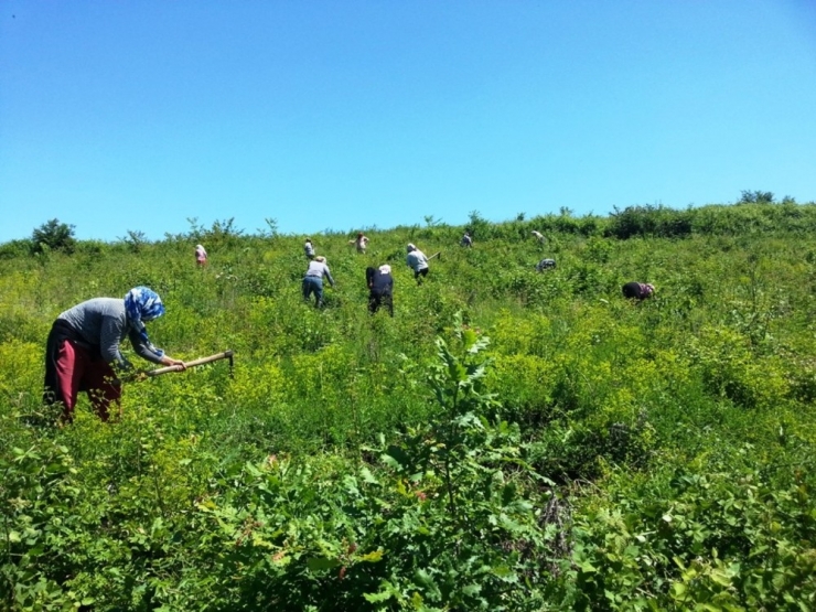 Orman Köylülerinin Yüzü Orköy Destekleriyle Gülüyor