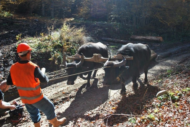 Orman Köylülerinin Yüzü Orköy Destekleriyle Gülüyor
