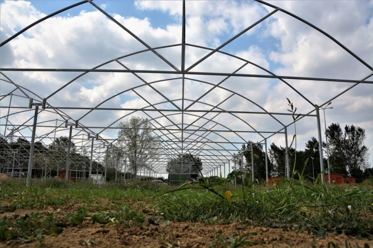 Süleymanpaşa Belediyesi Kendi Çiçeğini Üretecek