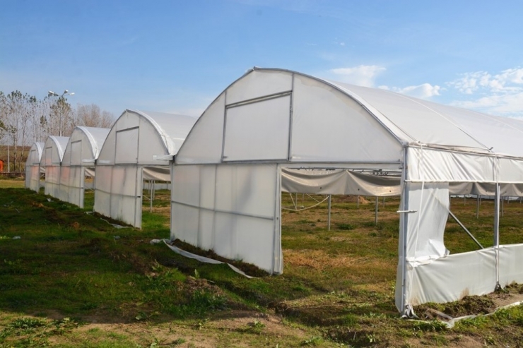 Süleymanpaşa Belediyesi Kendi Çiçeğini Üretecek