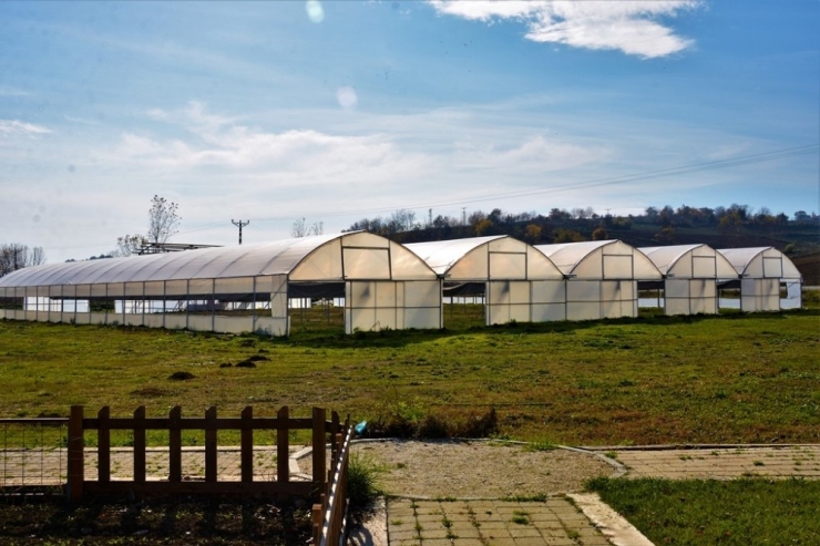Süleymanpaşa Belediyesi Kendi Çiçeğini Üretecek