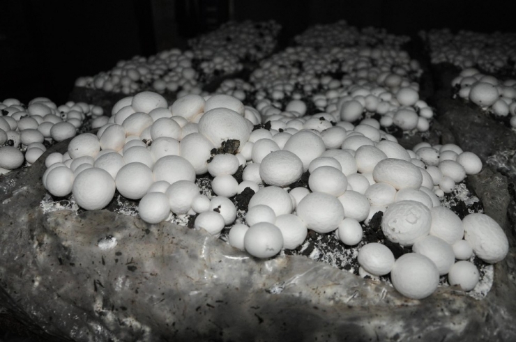 Girişimci Ev Hanımının Yüzünü Kültür Mantarı Güldürdü