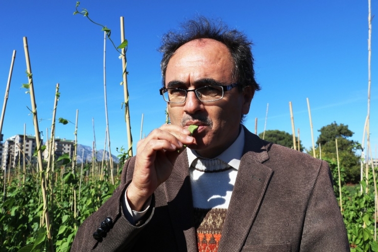 Soğuğa Dayanıklı Fasulye Geliştirildi, Sırada Biber Ve Domates Var