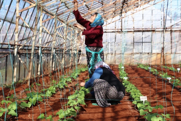 Soğuğa Dayanıklı Fasulye Geliştirildi, Sırada Biber Ve Domates Var