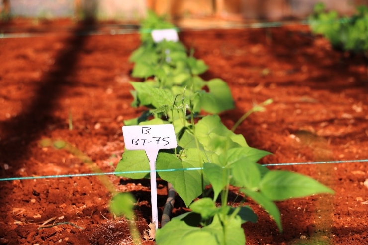 Soğuğa Dayanıklı Fasulye Geliştirildi, Sırada Biber Ve Domates Var