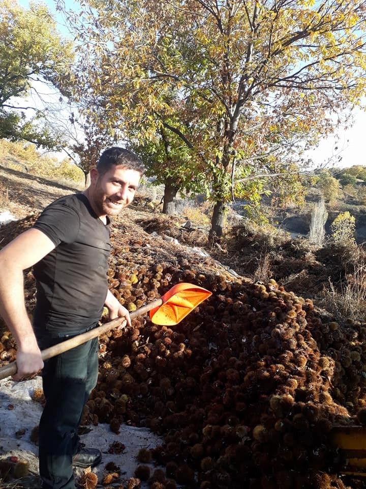 Kuyulardan Çıkartılan Kestanelerin Sofralara Yolculuğu Başladı