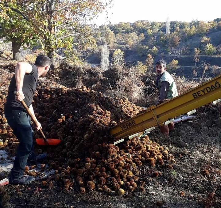 Kuyulardan Çıkartılan Kestanelerin Sofralara Yolculuğu Başladı