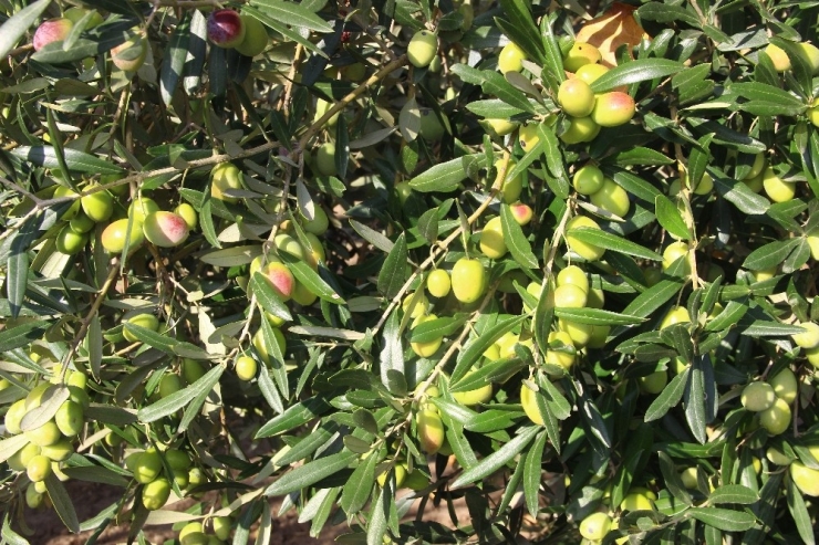 Diker “Fark Oluşturan Markalarımızla Da Dünyaya Açılmalıyız”