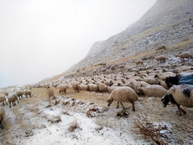 Erzincan’da Çobanlar Kar Nedeniyle Yaylada Mahsur Kaldı