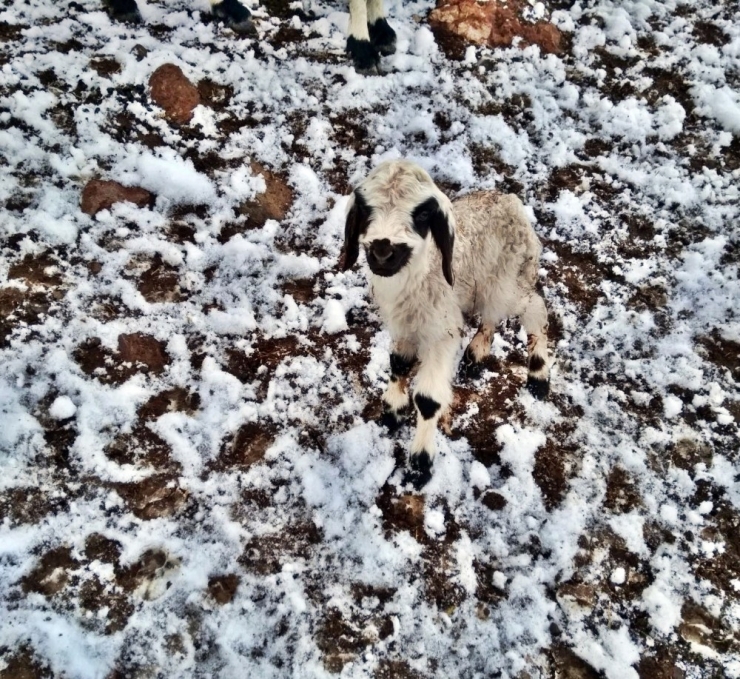 Erzincan’da Çobanlar Kar Nedeniyle Yaylada Mahsur Kaldı