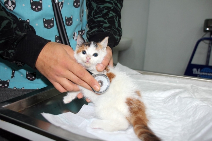 Sokakta Bulunan Yavru Kedinin Kalbi Sağda Çıktı