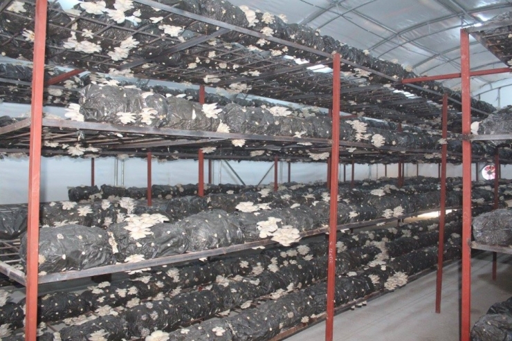 ‘Genç Çiftçi Projesi’ İle Kendi İşini Kurdu