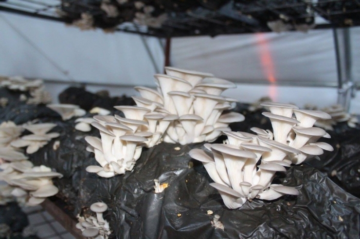 ‘Genç Çiftçi Projesi’ İle Kendi İşini Kurdu