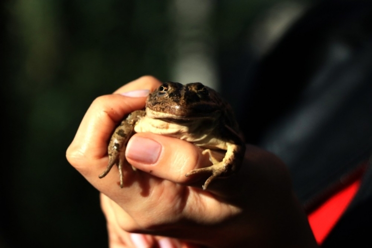 Adana’dan Dünyaca Ünlü Restoranlara Kurbağa Bacağı