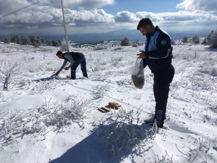 Demirci’de Yaban Hayat Unutulmadı