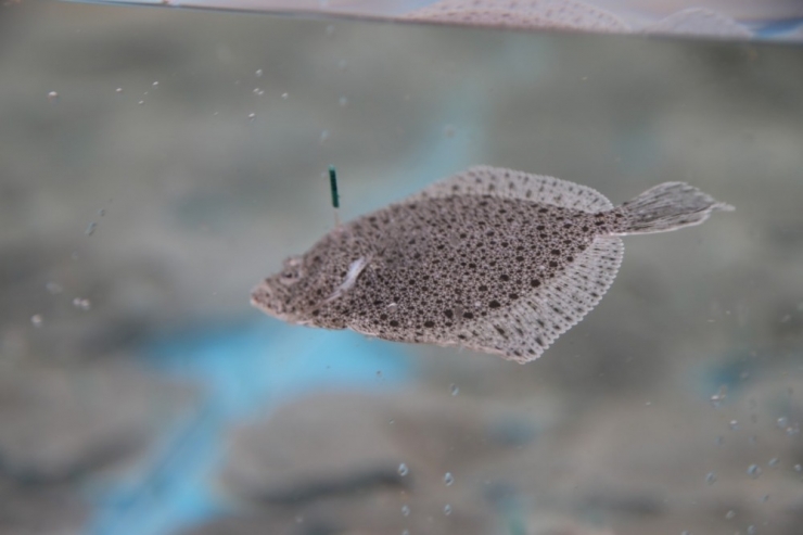 İzmit Körfez’ine 6 Bin Balık Bırakıldı