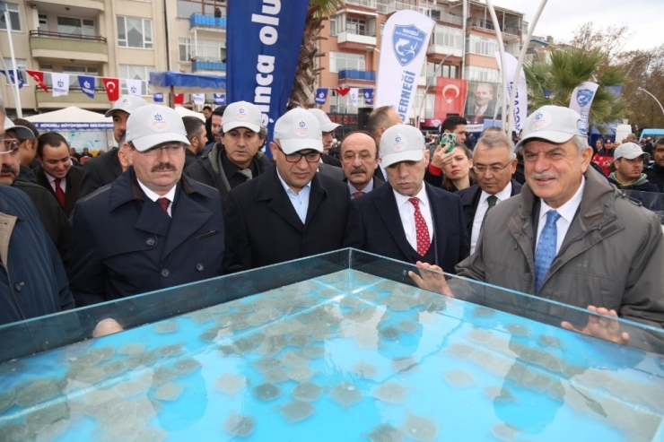 İzmit Körfez’ine 6 Bin Balık Bırakıldı