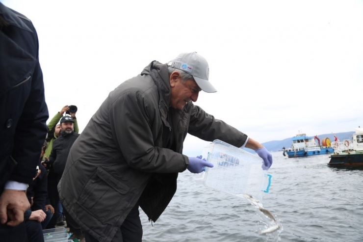 İzmit Körfez’ine 6 Bin Balık Bırakıldı