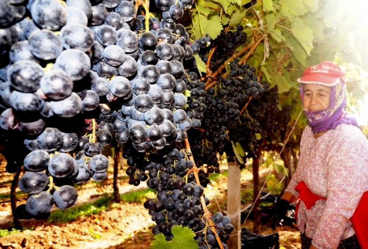 Sarıgöl’de Üzüm Hasadı Hız Kesmiyor