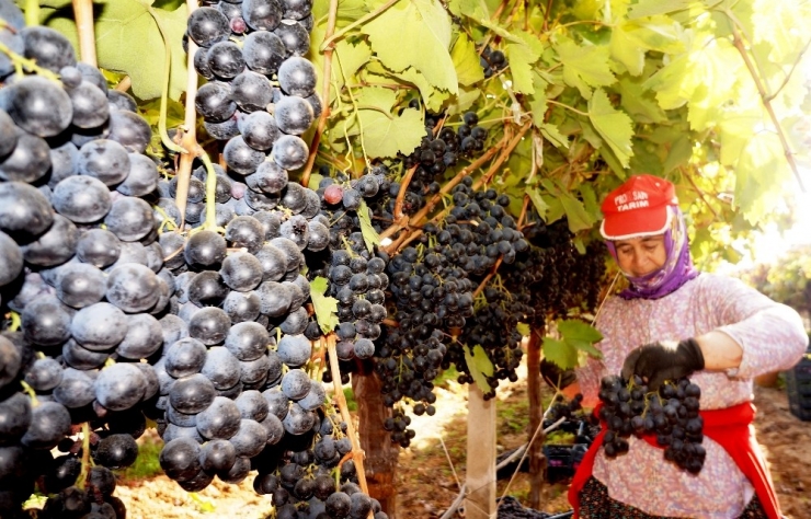 Sarıgöl’de Üzüm Hasadı Hız Kesmiyor