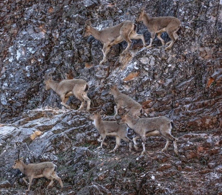 Dağ Keçisi Ölümlerinde "Veba" Şüphesi