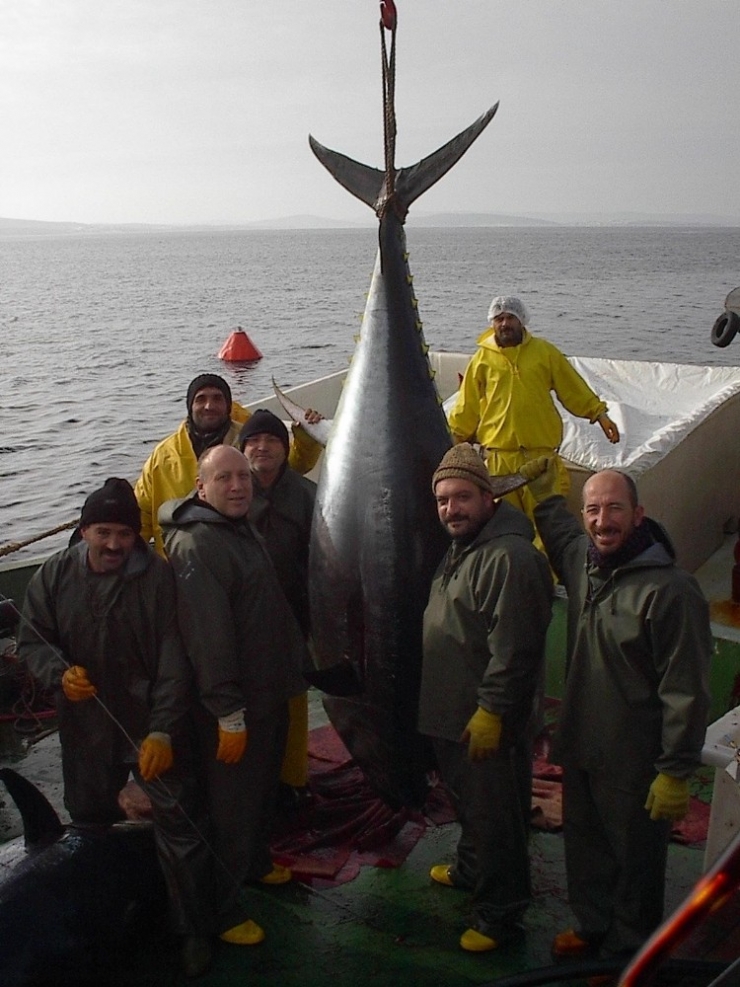 Orkinos Avlanma Kotasında Zafer Türklerin Oldu