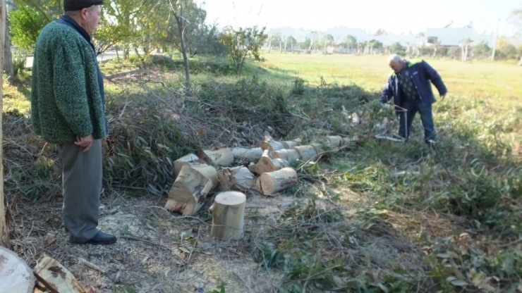 Burhaniye İmko Tatil Sitesi’nde Budama Tartışması