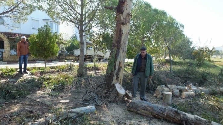 Burhaniye İmko Tatil Sitesi’nde Budama Tartışması