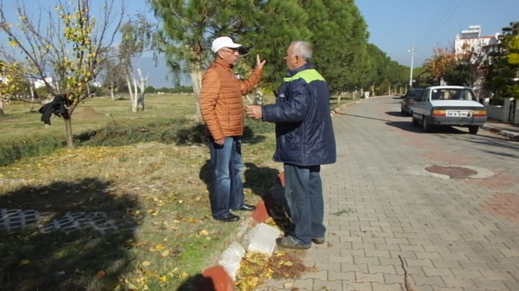 Burhaniye İmko Tatil Sitesi’nde Budama Tartışması