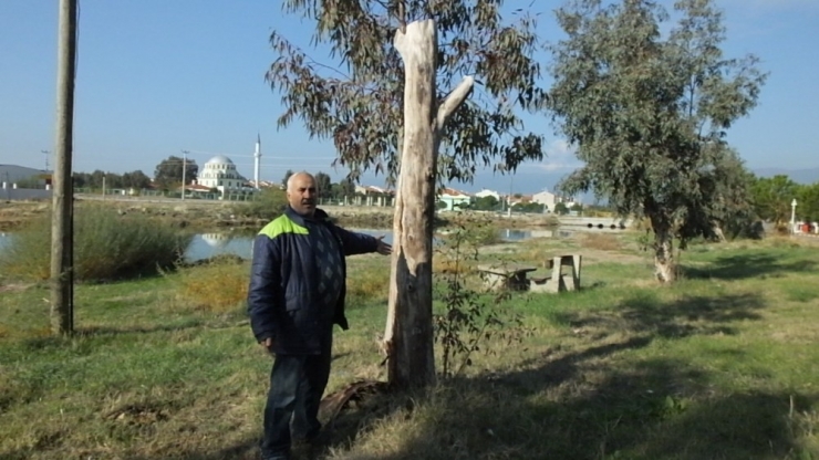 Burhaniye İmko Tatil Sitesi’nde Budama Tartışması