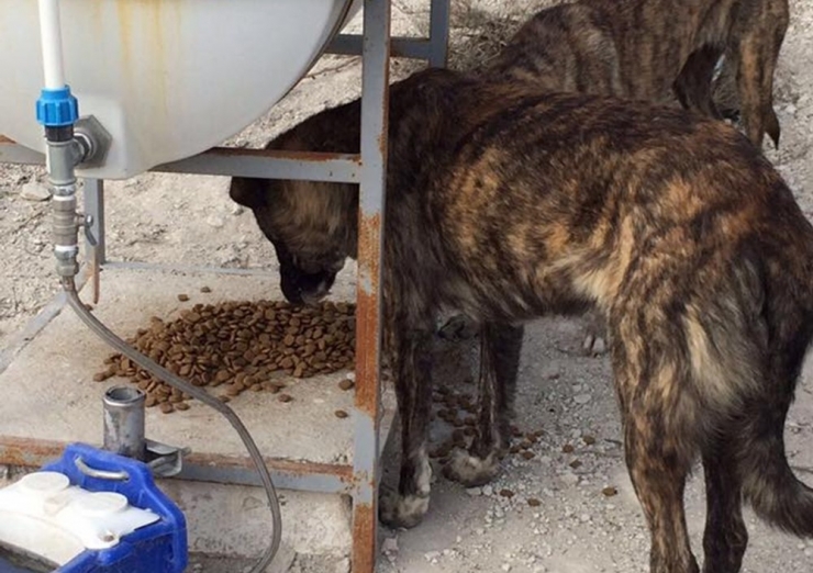 Haytap’tan Çeşme’deki Sokak Hayvanlarına 80 Paket Mama