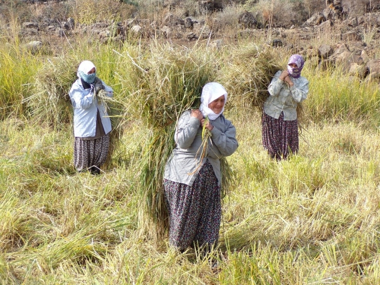 Hassa’da Çeltik Hasadı