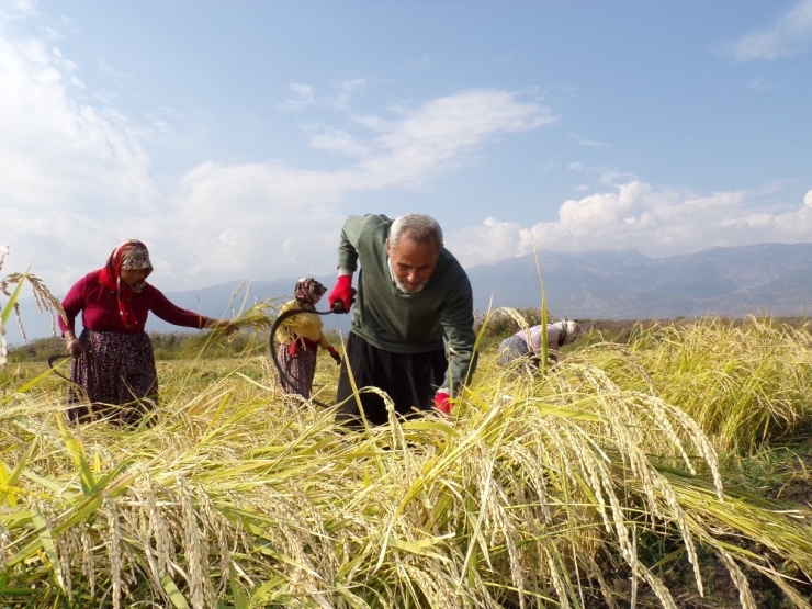 Hassa’da Çeltik Hasadı