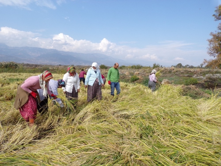 Hassa’da Çeltik Hasadı