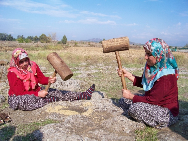 Hassa’da Çeltik Hasadı