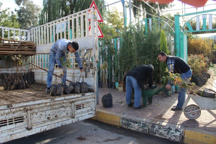Şanlıurfa’da Fıstık Fidanları Ekilmeye Başlandı